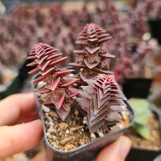 2"pot 4" pot Crassula tabularis Pagoda Village