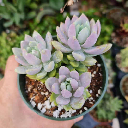 4"pot  Sedeveria Lilac Mist