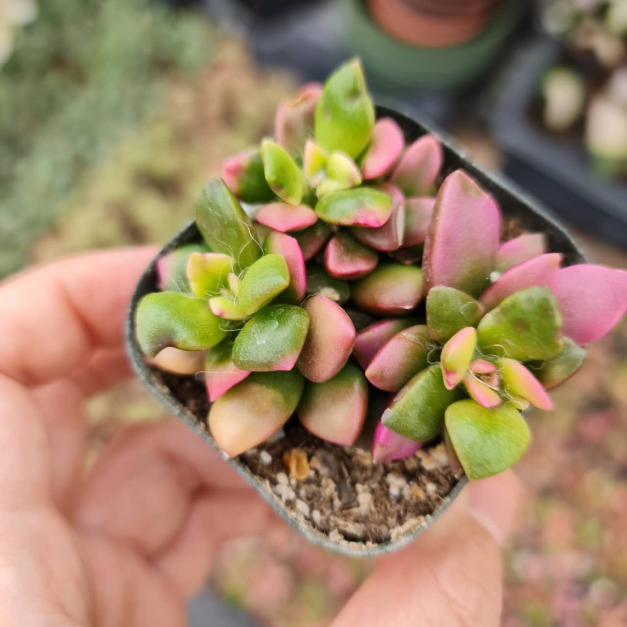 2"pot Succulents Anacampseros Sunrise  Anacampseros Telephiastrum Variegata