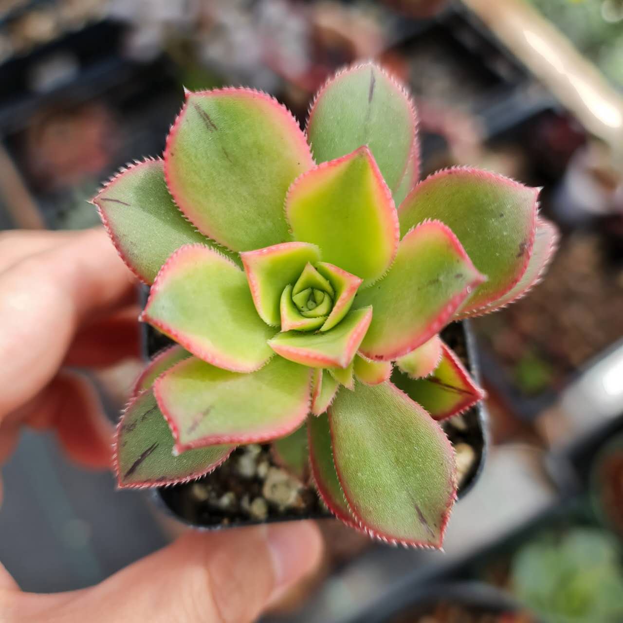 2"pot Aeonium Kiwi Succulent