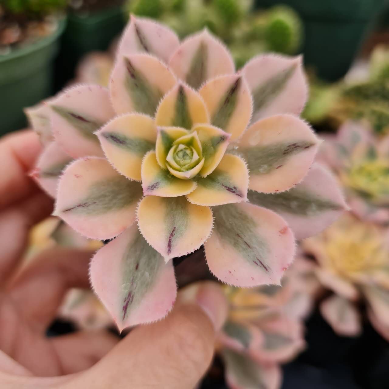 2"pot Aeonium Sunburst Succulent