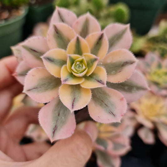2"pot Aeonium Sunburst Succulent