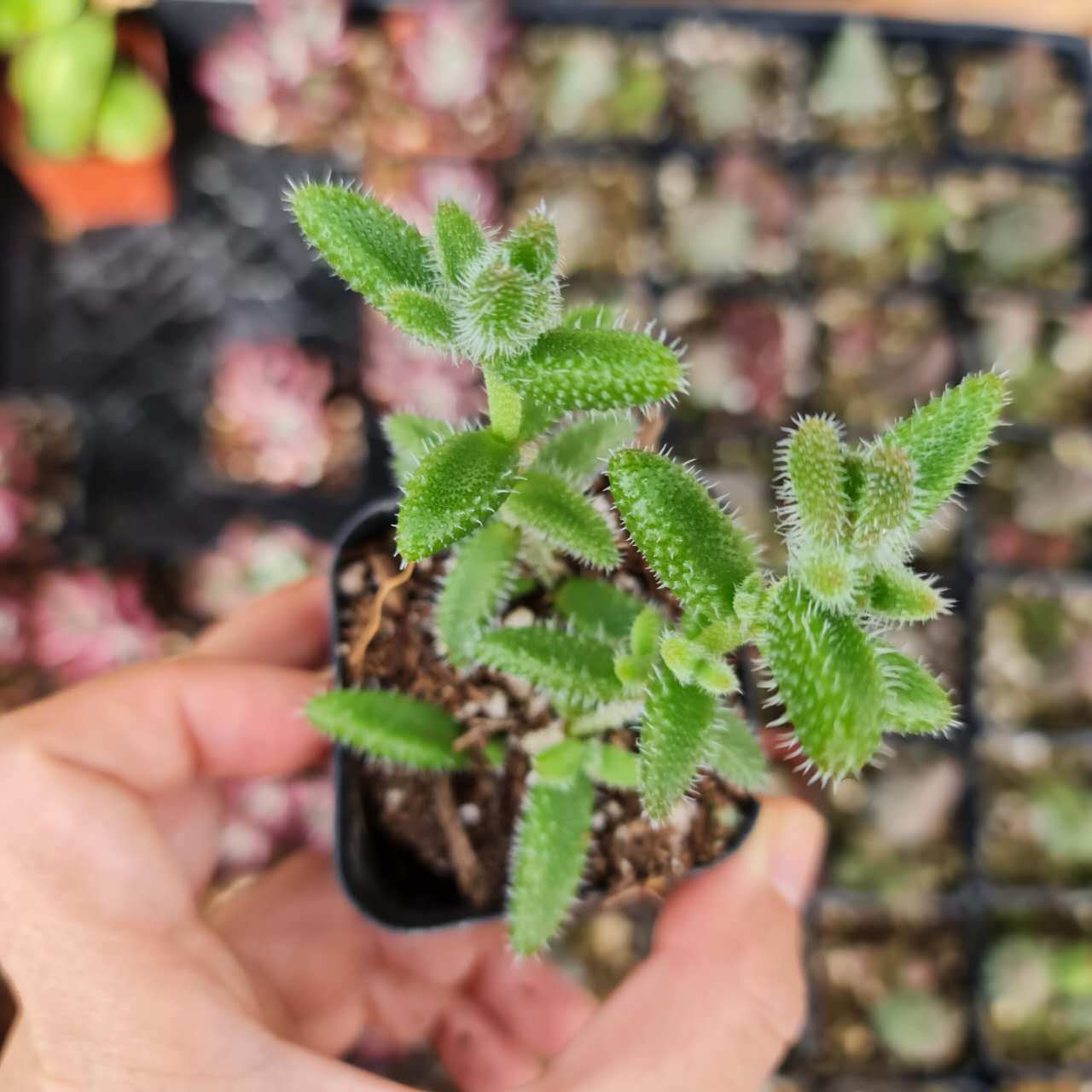 2"pot Pickle plant Succulent