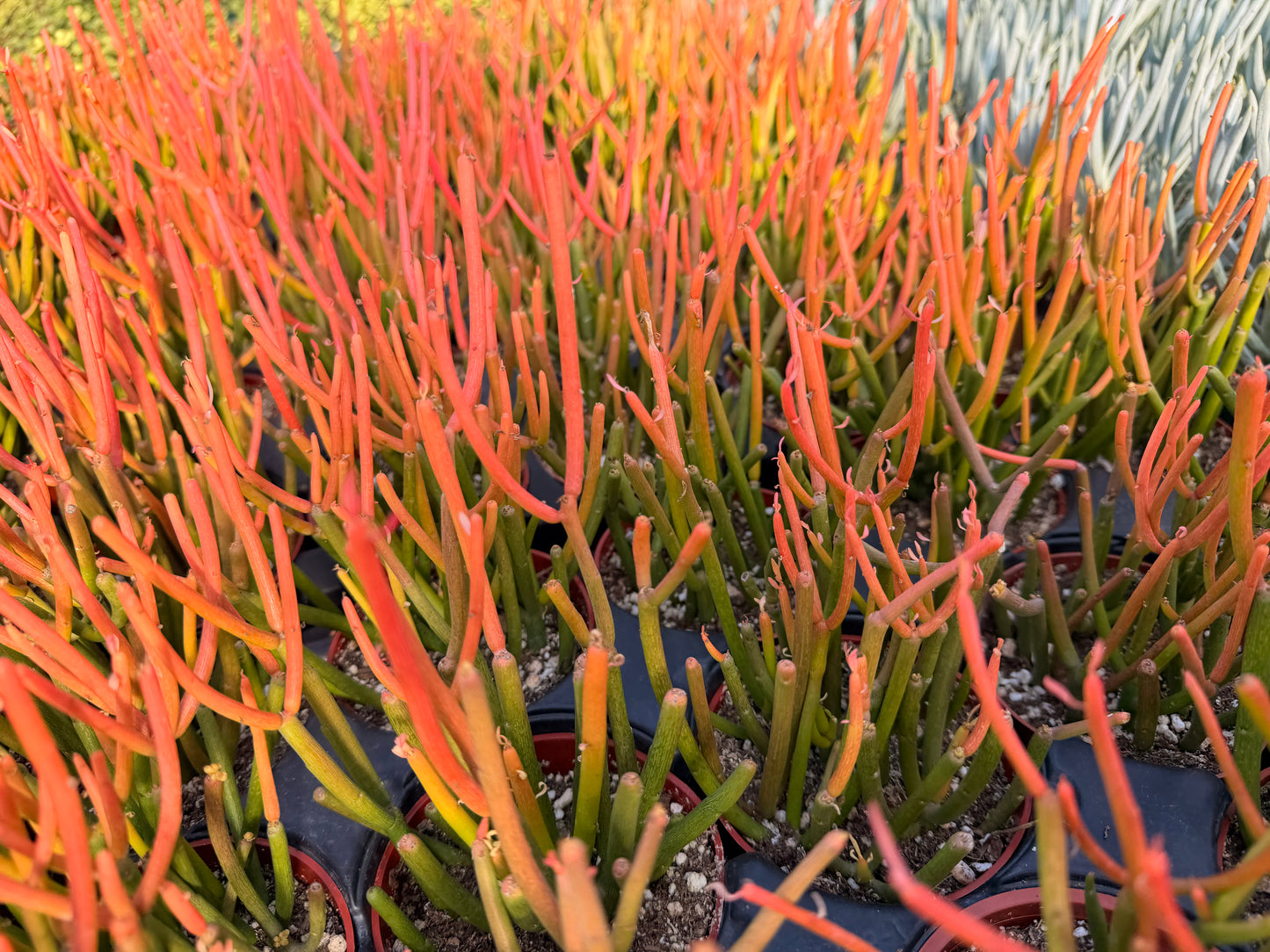 4" pot Euphorbia Tirucalli "Sticks On Fire"