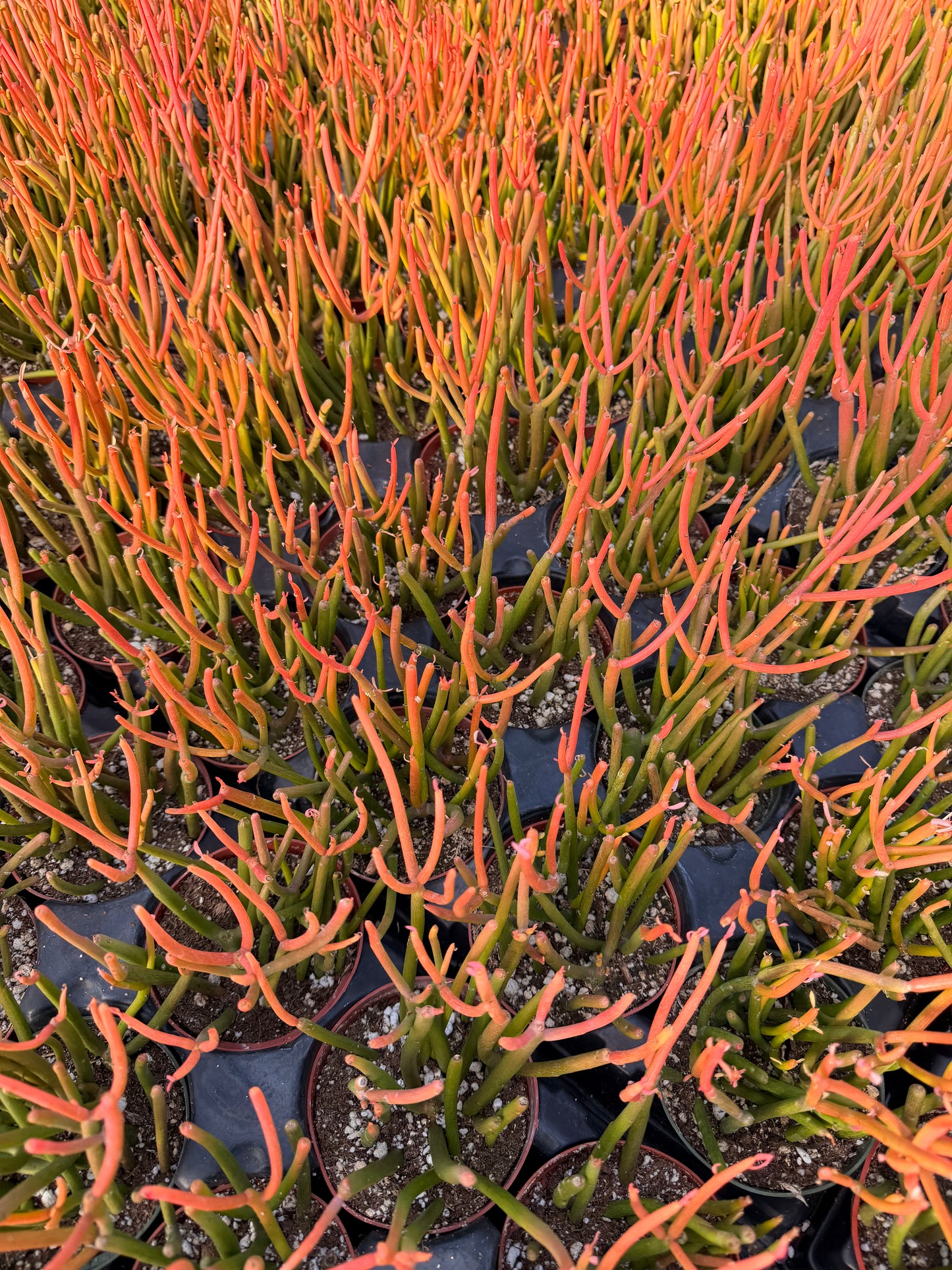 4" pot Euphorbia Tirucalli "Sticks On Fire"