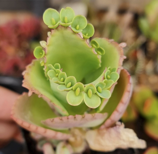 2” pot Kalanchoe Mother of Thousands