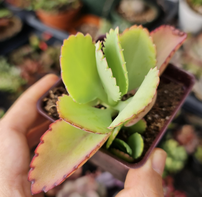 2” pot Kalanchoe Mother of Thousands
