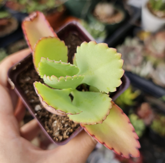 2” pot Kalanchoe Mother of Thousands