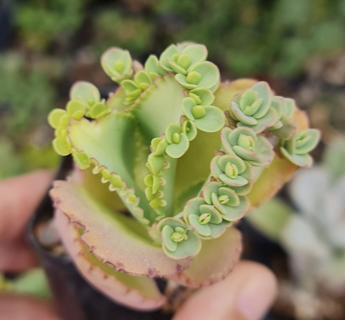 2” pot Kalanchoe Mother of Thousands