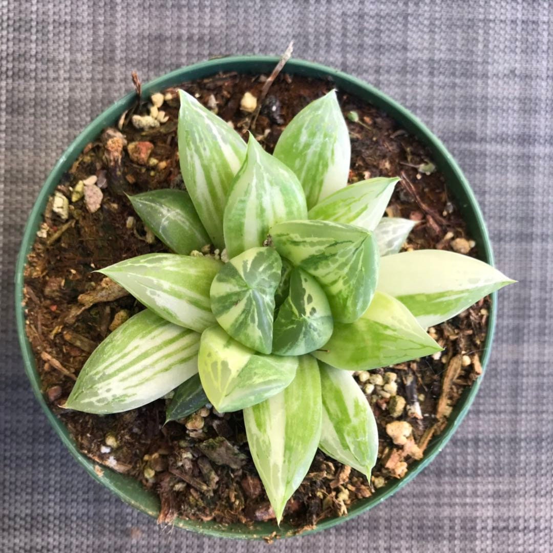 4"pot Rare Succulents Plants Haworthia cymbiformis f. Variegated
