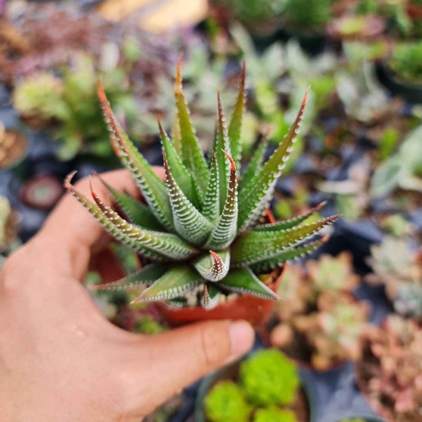 2"pot Succulent Plants Haworthia Faciata