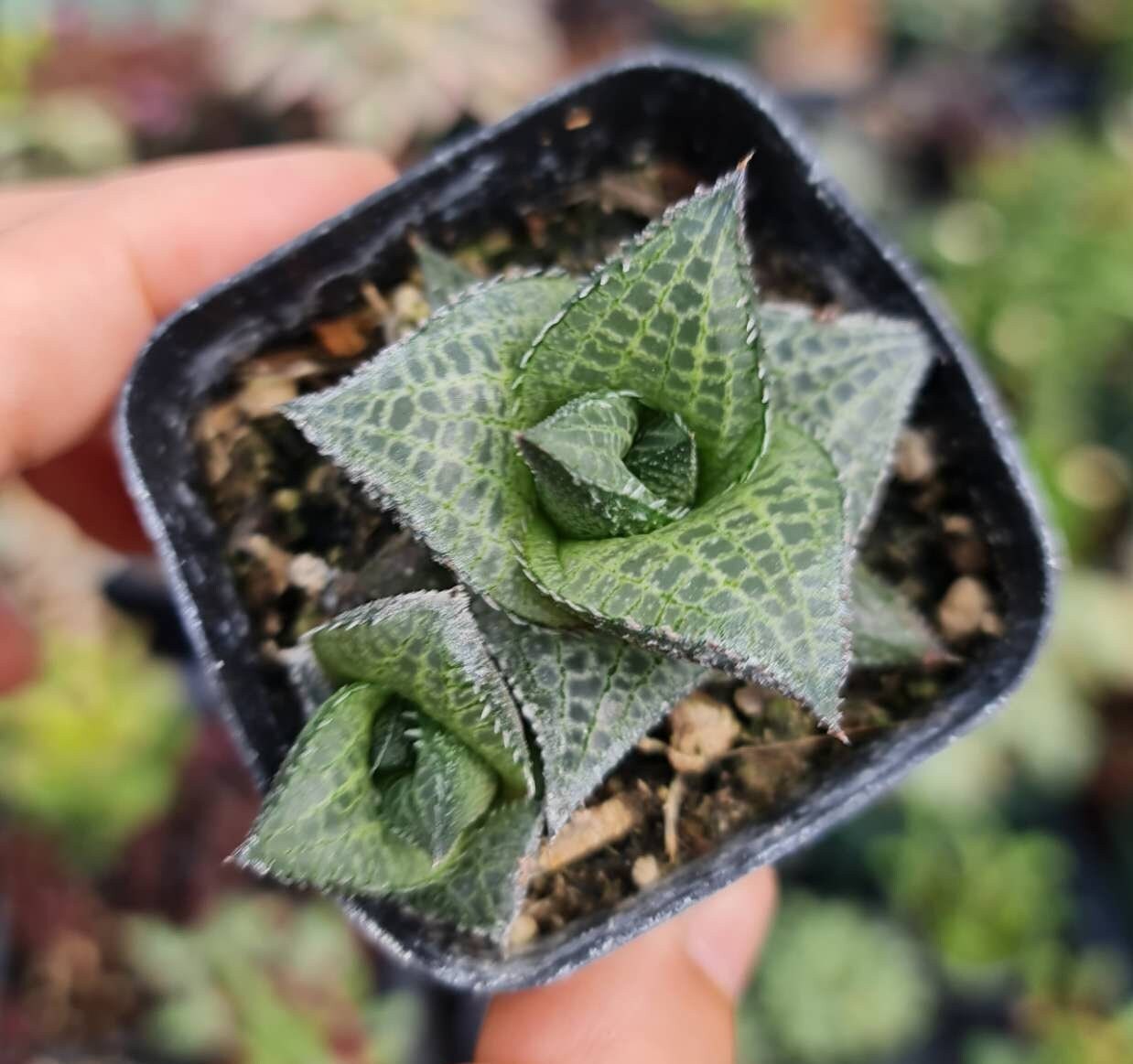 2"pot Live Haworthia plant Haworthia Tessellata