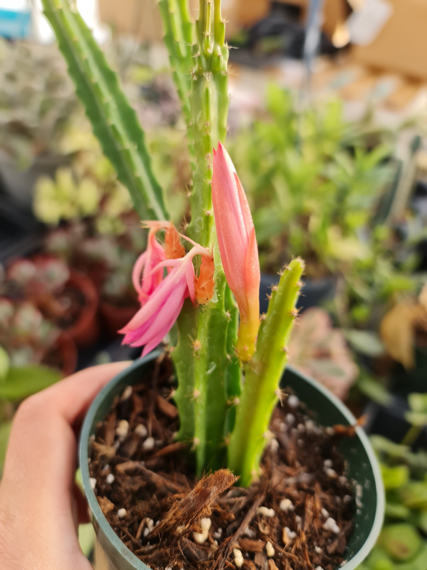 4"pot  Cactus Aporophyllum Edna Bellamy