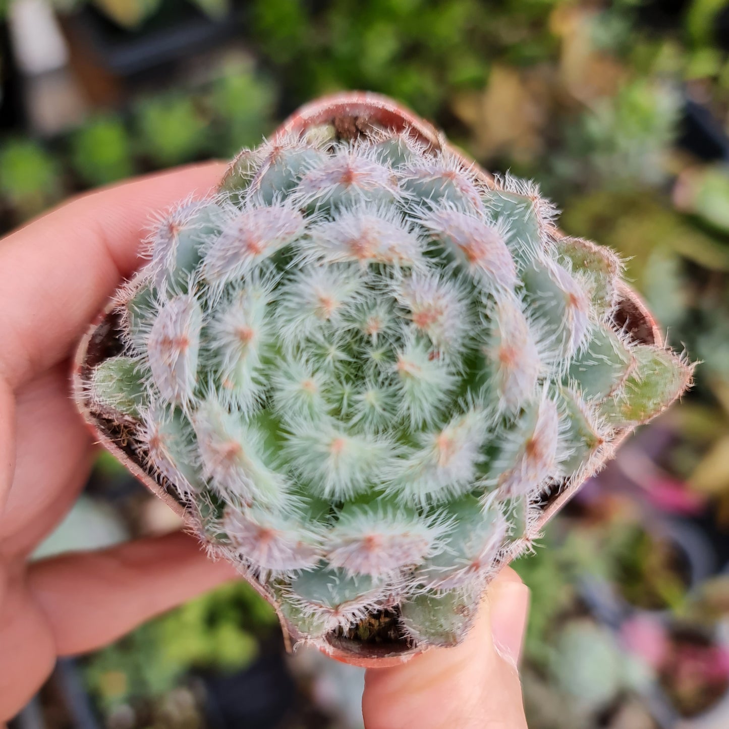 2"pot Echeveria Setosa ‘Mexican Firecracker’