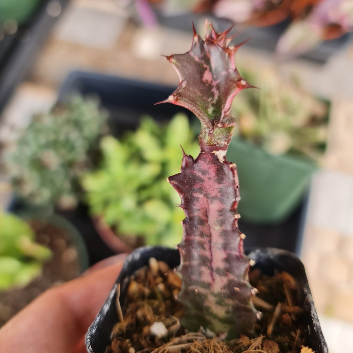 2"pot  Euphorbia Trigona Rubra – Red African Milk Tree