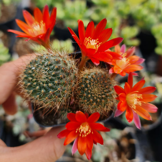 2"pot Rebutia Fulviseta
