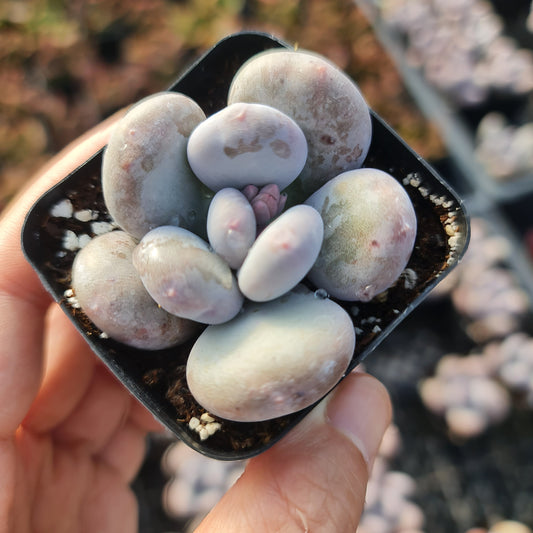 2" pot Moonstone Pachyphytum oviferum