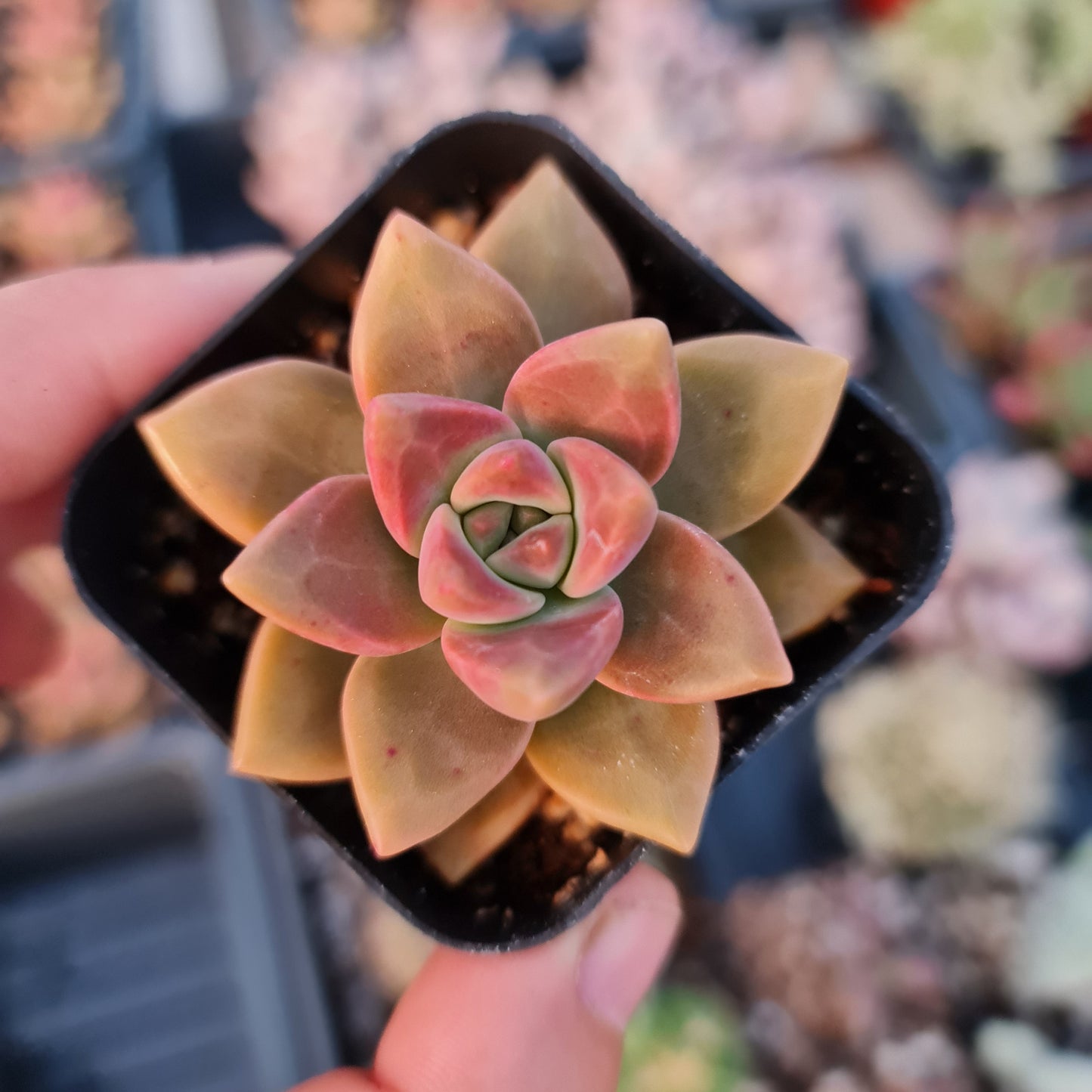 2”pot Succulent Plants  California Sunset