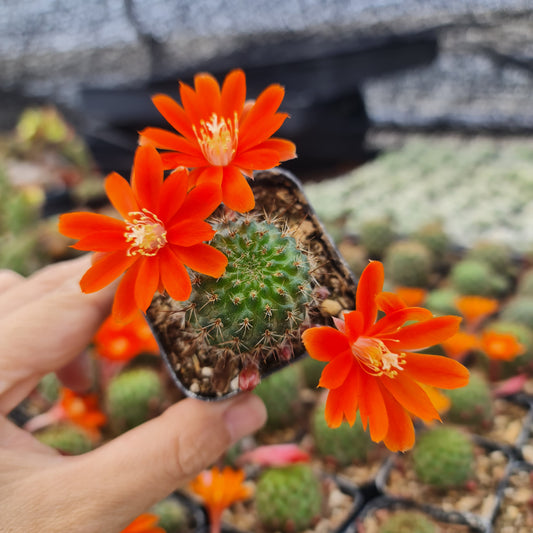 2"pot Rebutia Sp. Cactus