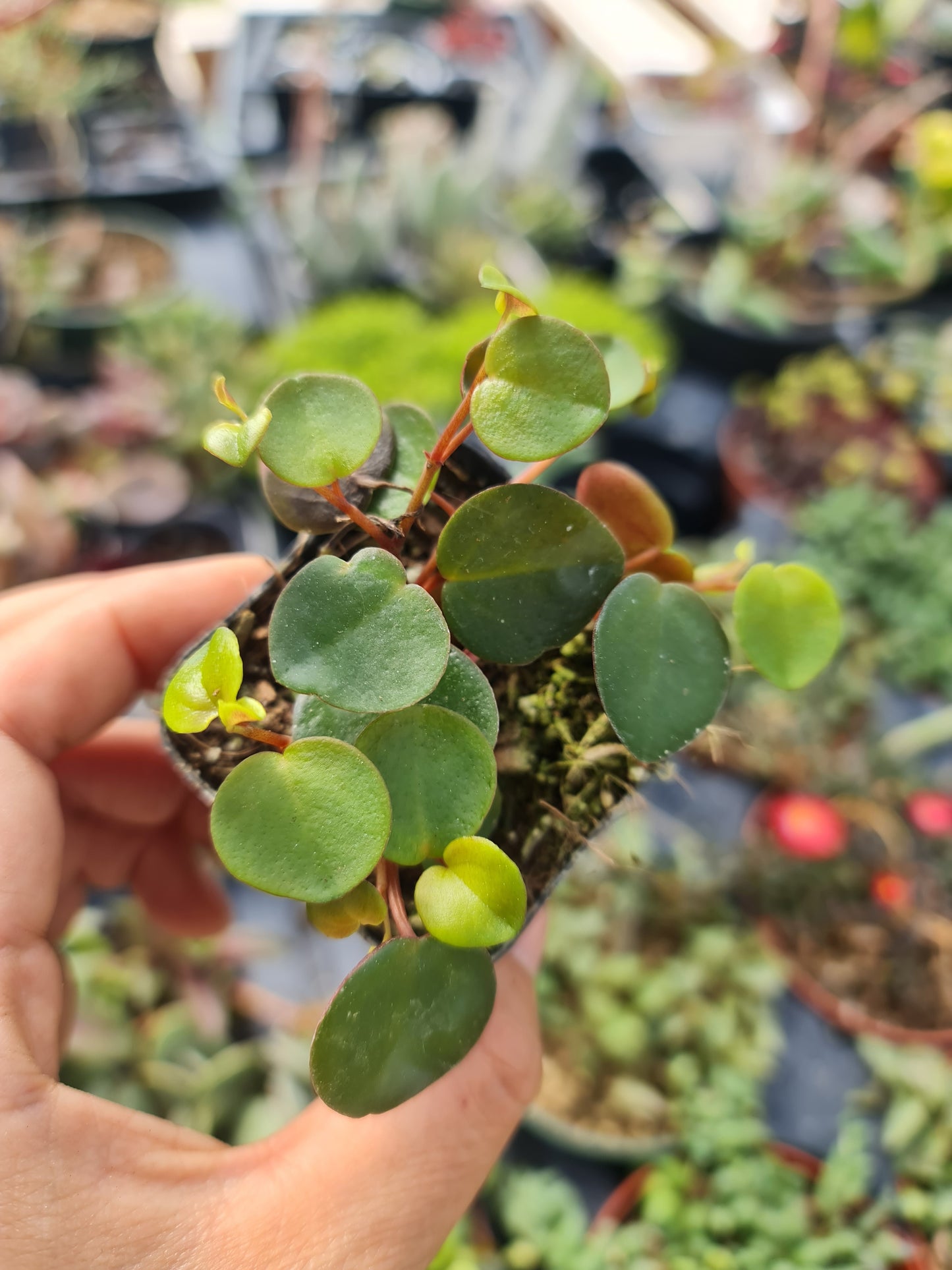 2"pot /4” pot plant Ruby Cascade rooted