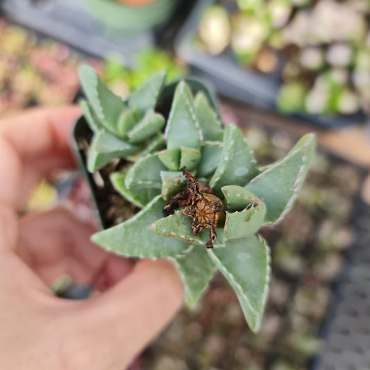 2" pot Faucaria tigrina