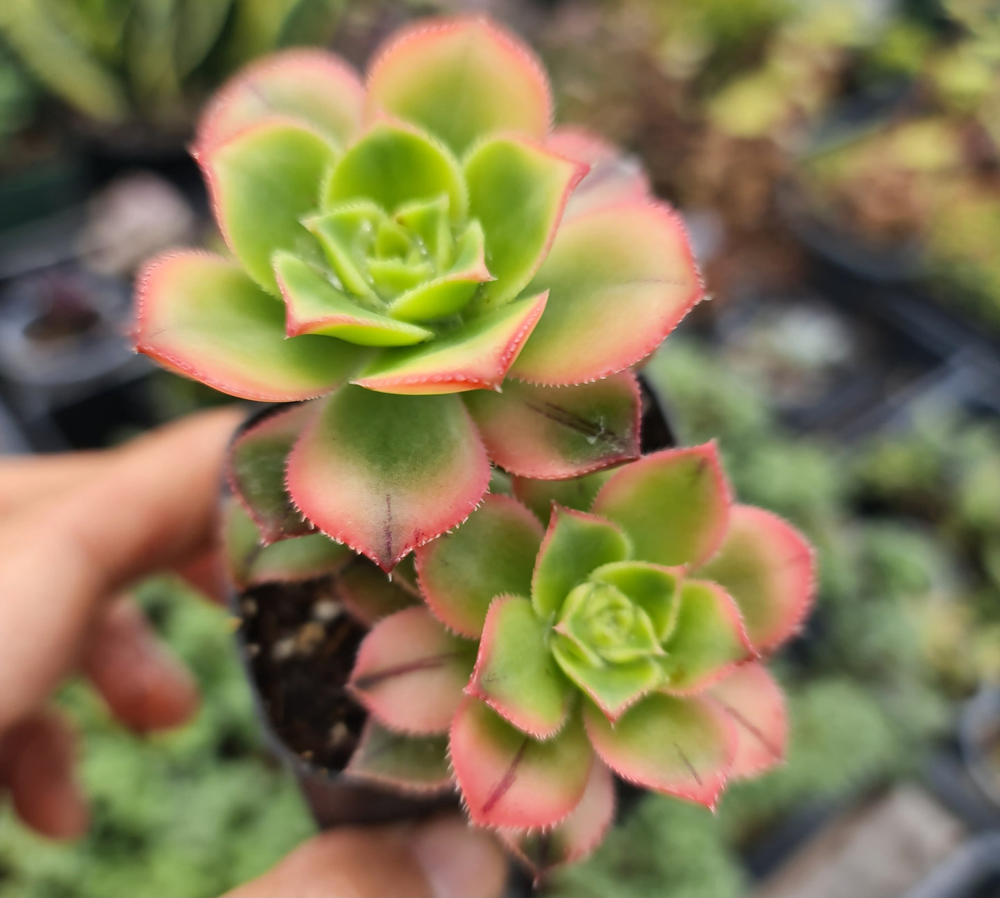 2"pot Aeonium Kiwi Succulent
