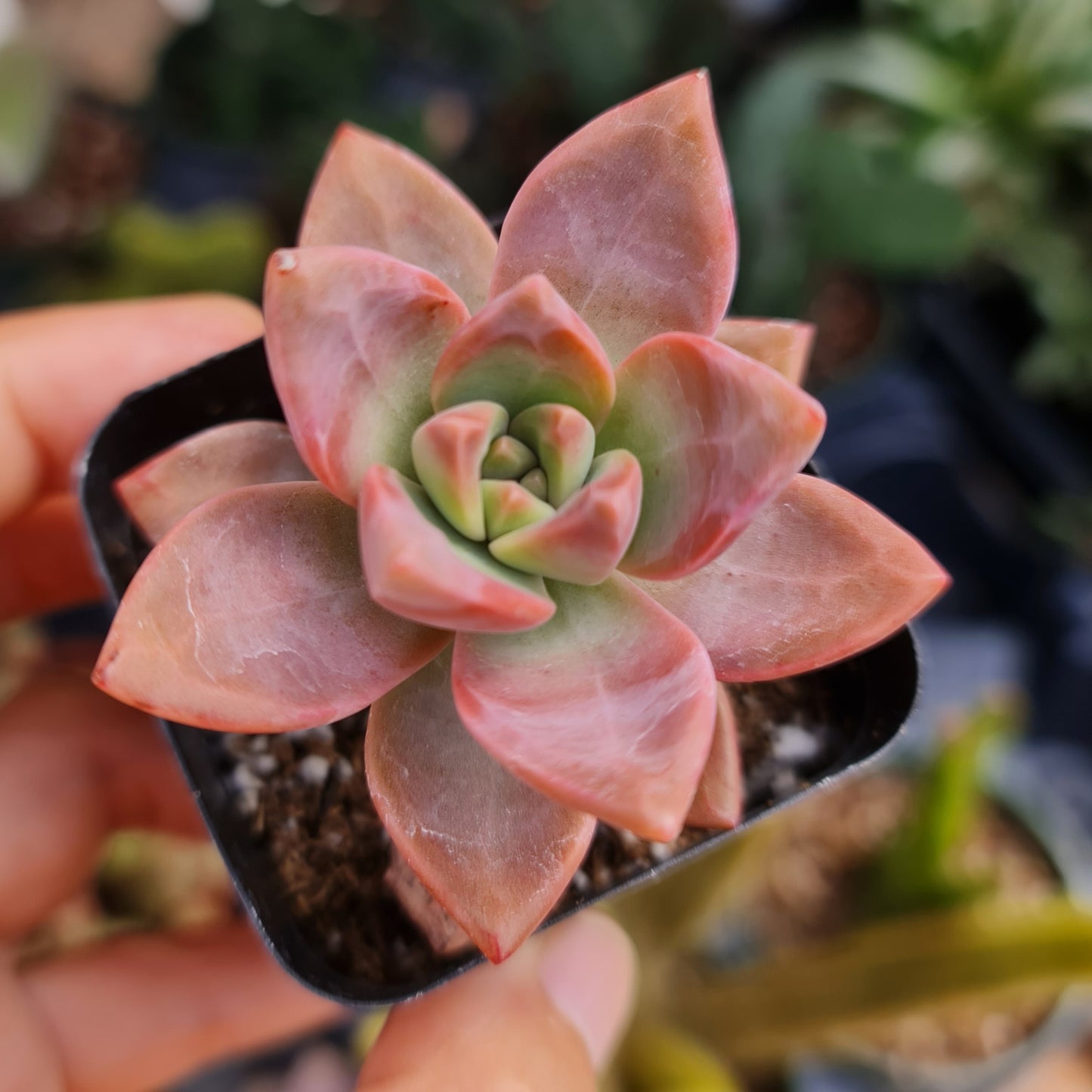 2”pot Succulent Plants  California Sunset
