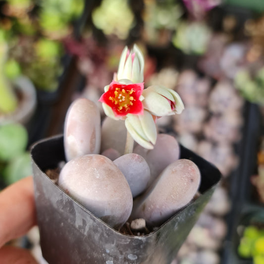 2” Pachyphytum Oviferum Lavender Pebbles