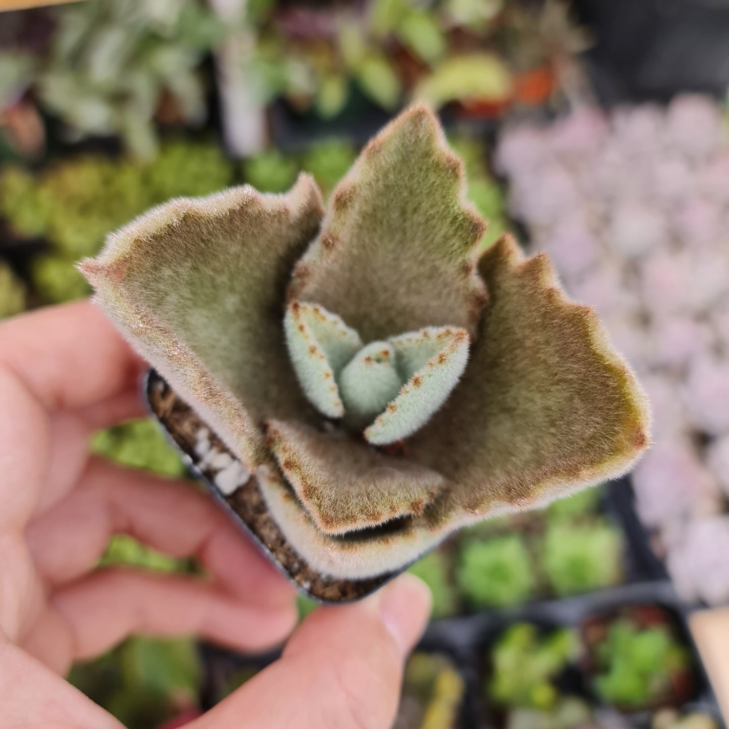 2"pot Kalanchoe beharensis 'Fang'