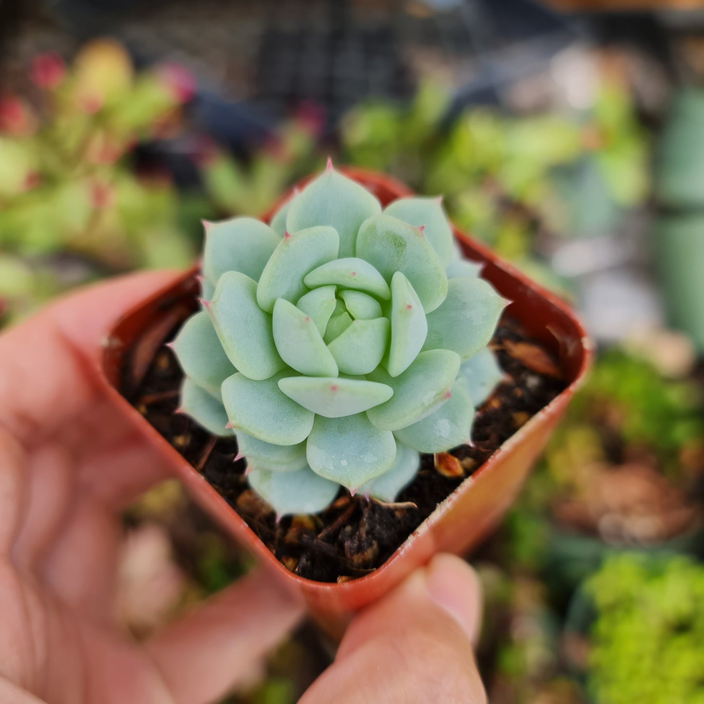 2"pot Echeveria Derenbergii