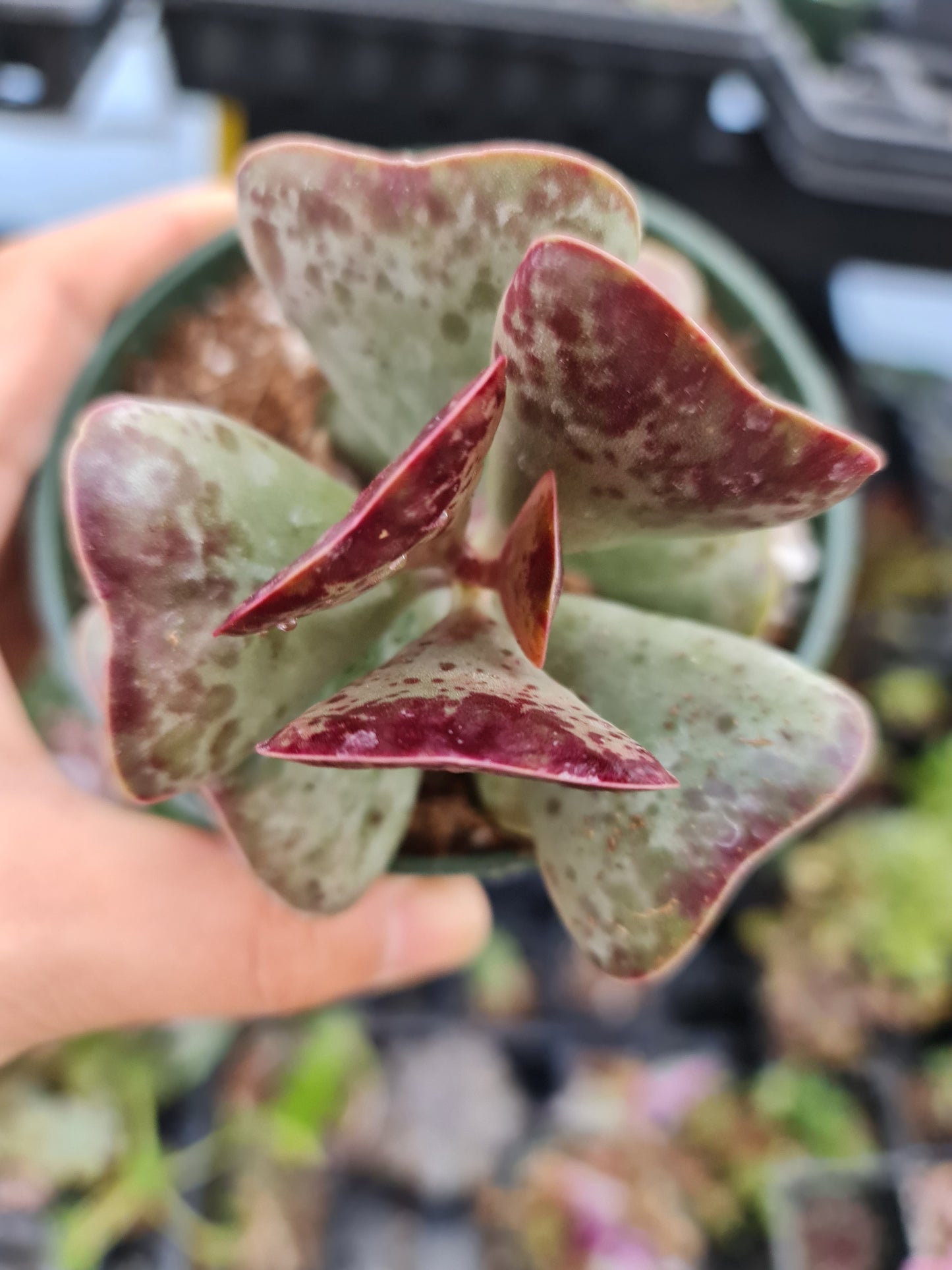 4"pot Adromischus triflorus 'Calico Hearts'