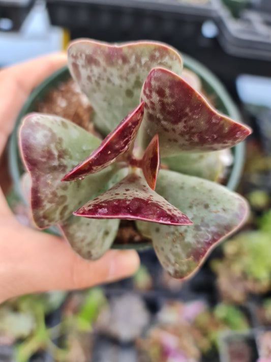 4"pot Adromischus triflorus 'Calico Hearts'