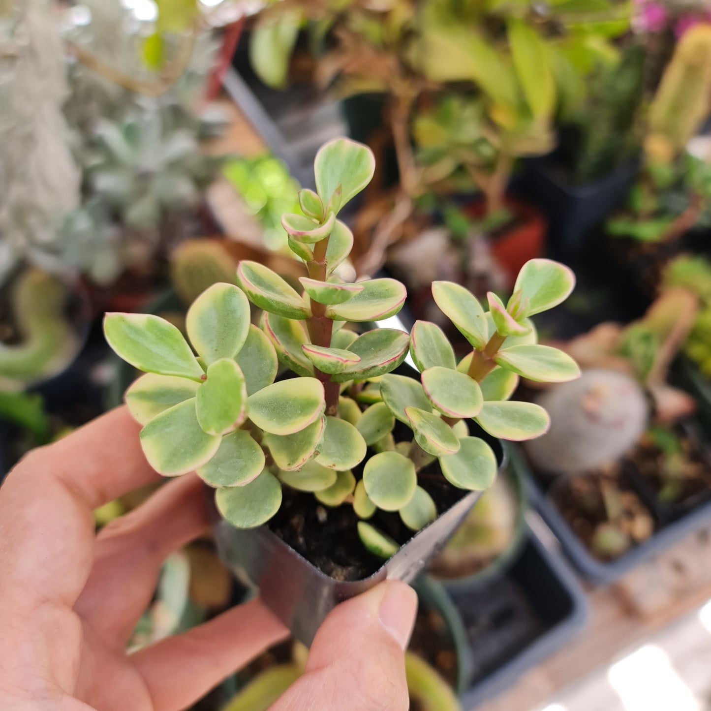 2"pot Variegated Portulacaria afra 'Elephant Bush