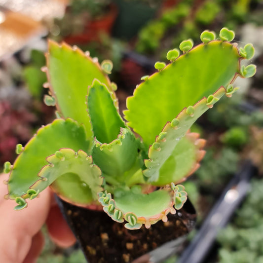 2” pot Kalanchoe Mother of Thousands