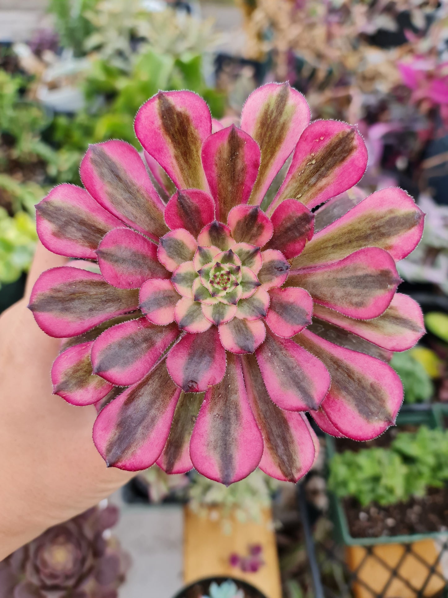 4" pot Aeonium arboreum
'Chanel'