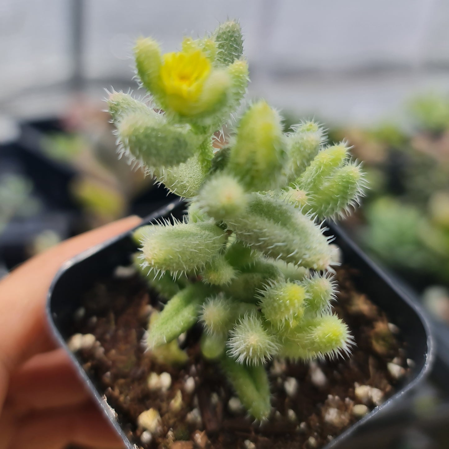 2"pot Variegated Pickle plant Succulent