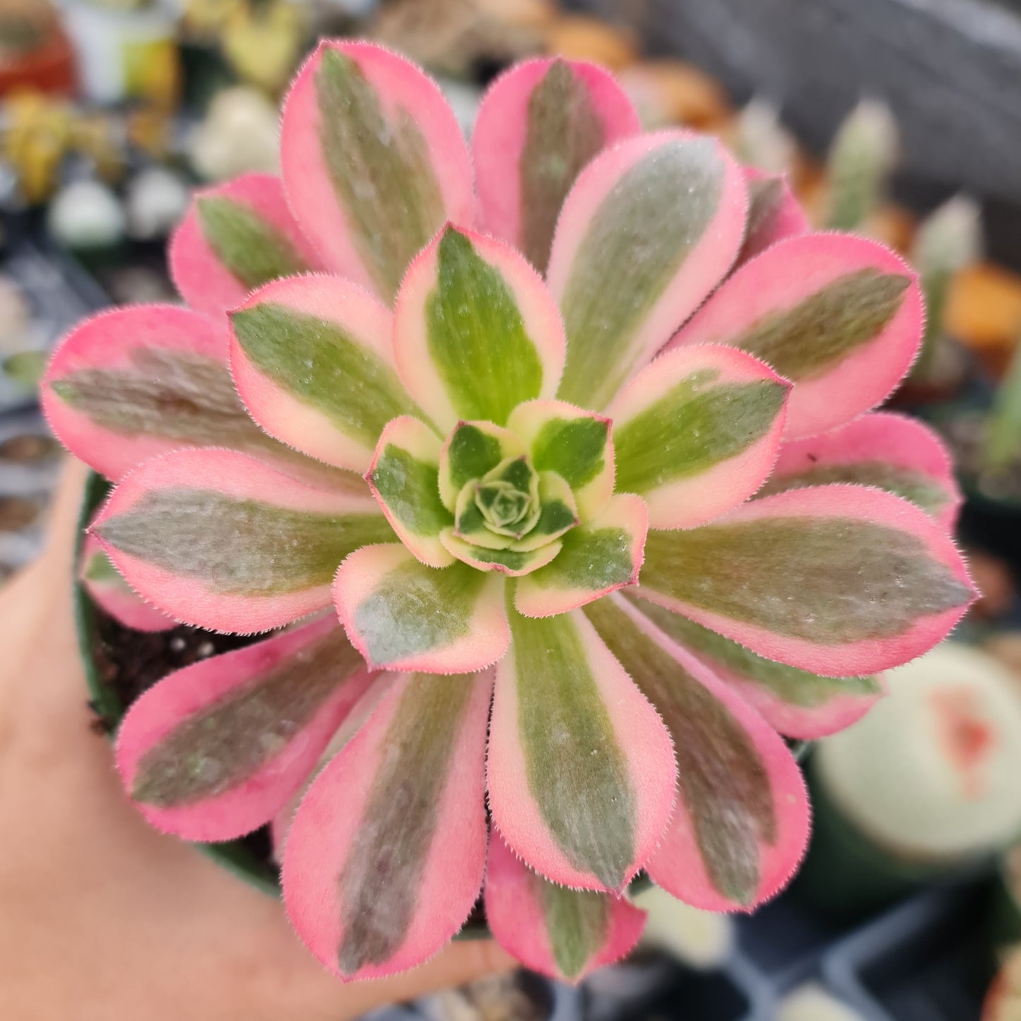 4" pot Aeonium Pink witch