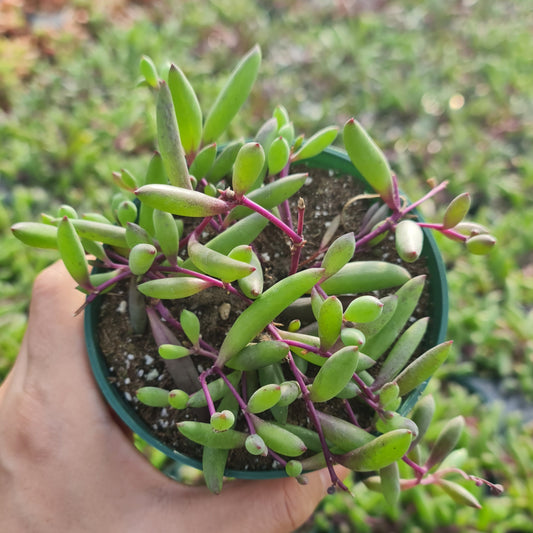 4" pot Succulent Plants Othonna Capensis/Ruby Necklace