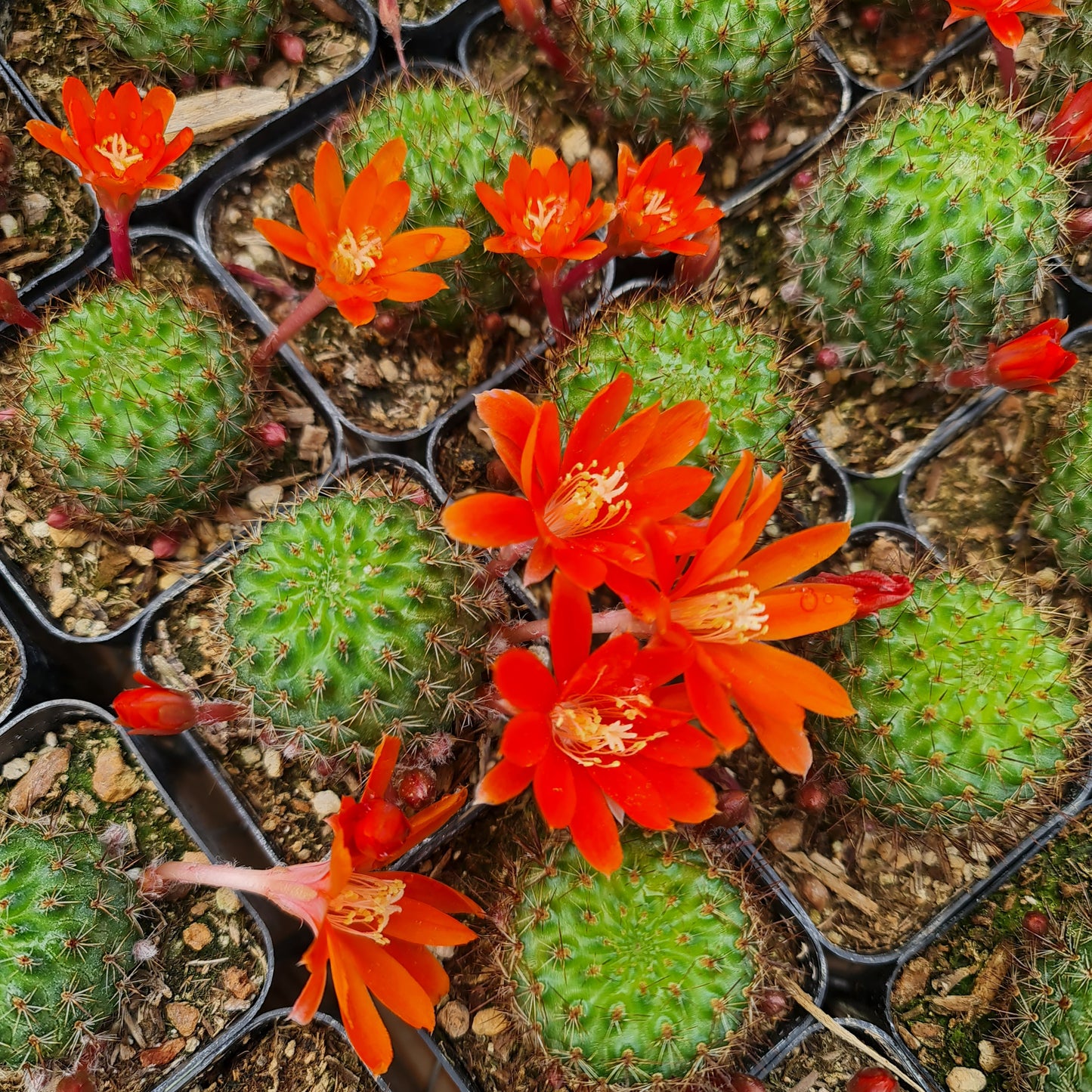 2"pot Rebutia Sp. Cactus