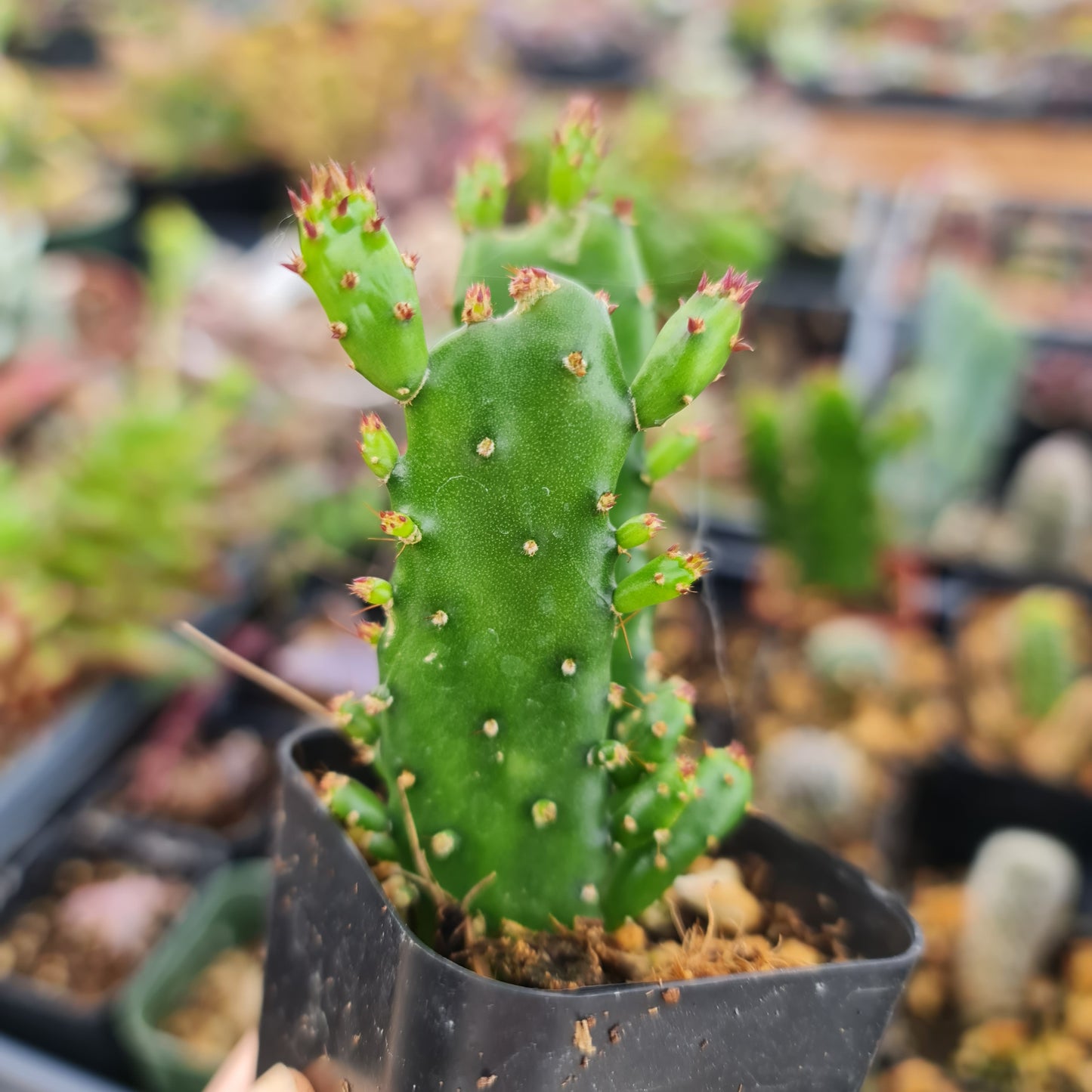 2"pot Opuntia monacantha