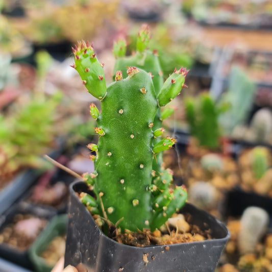2"pot Opuntia monacantha
