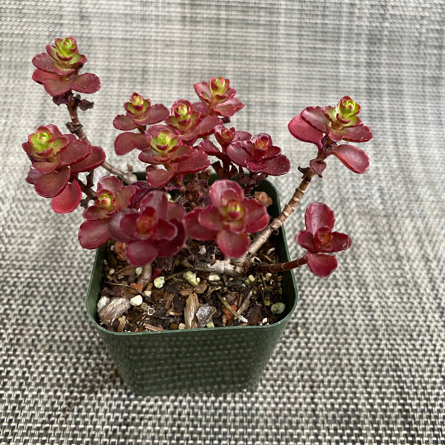 2”pot 4”pot Succulents Plants Sedum spurium" Dragon's Blood"