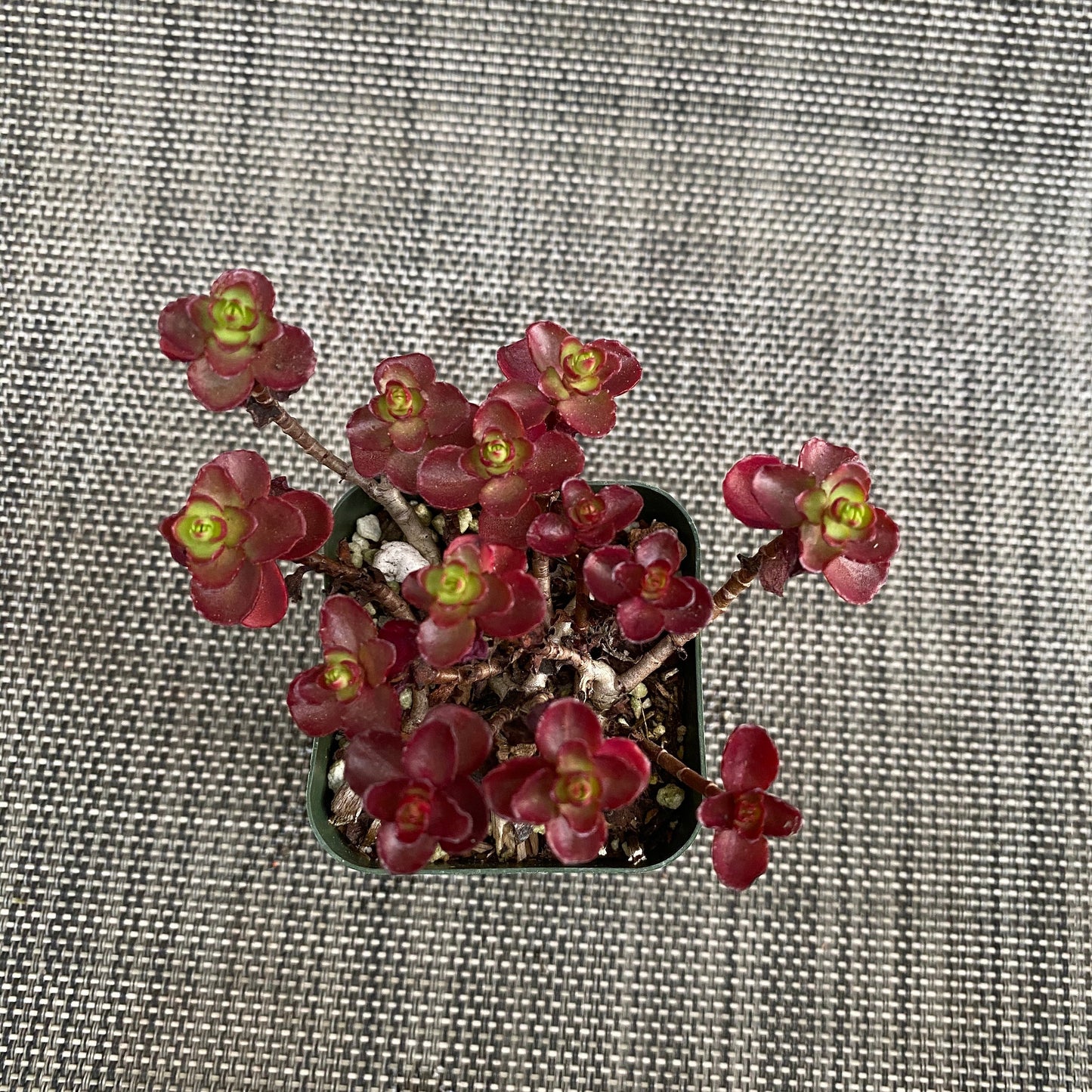 2”pot 4”pot Succulents Plants Sedum spurium" Dragon's Blood"