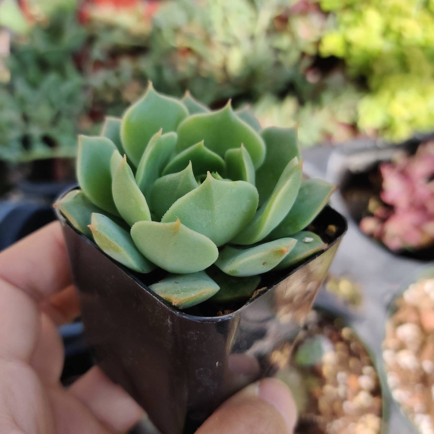 2” pot Echeveria mexican Hens And Chicks "Ramillette"