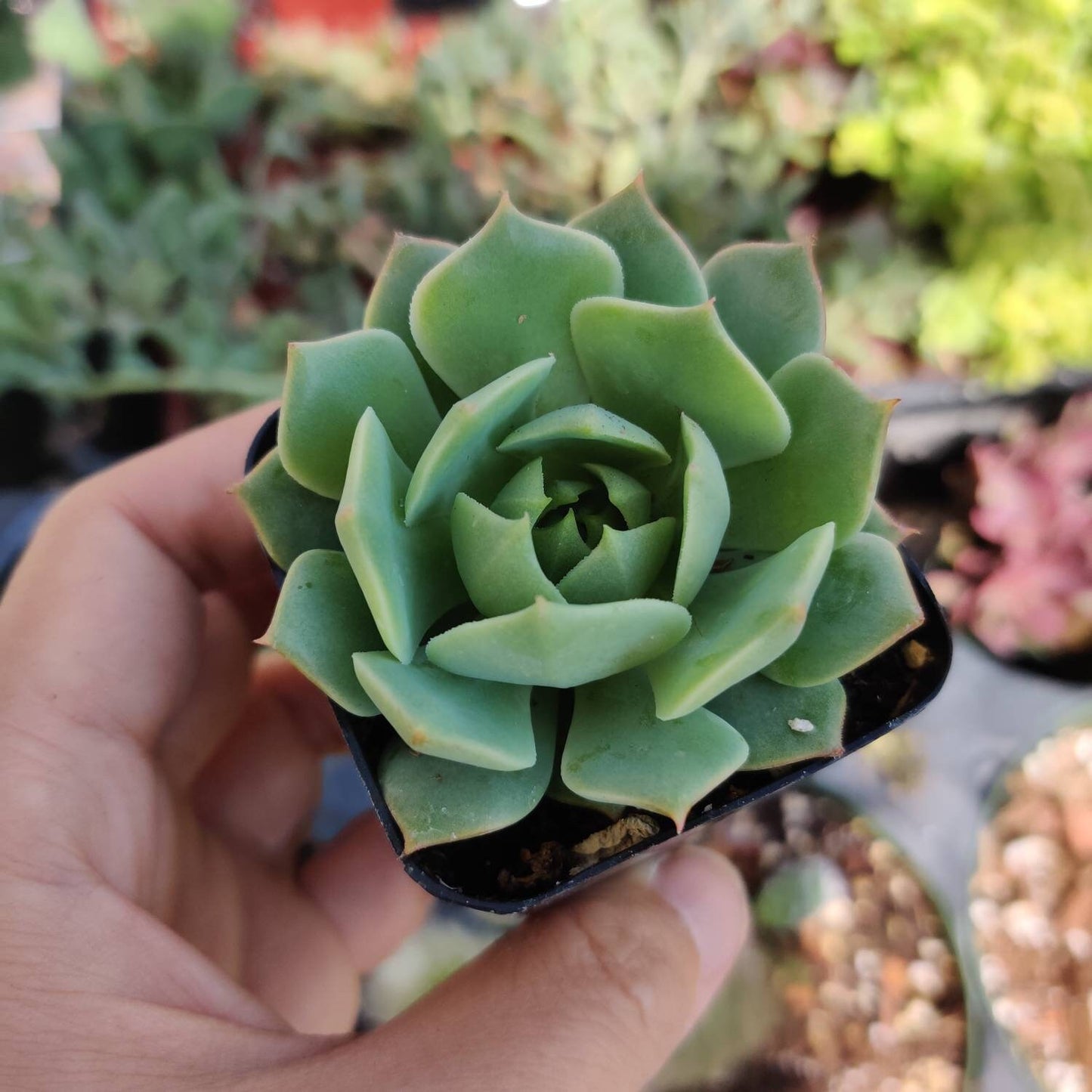 2” pot Echeveria mexican Hens And Chicks "Ramillette"