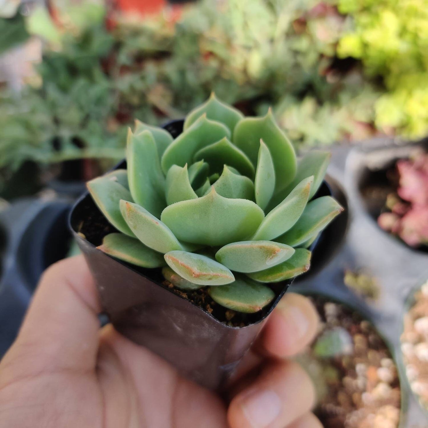2” pot Echeveria mexican Hens And Chicks "Ramillette"