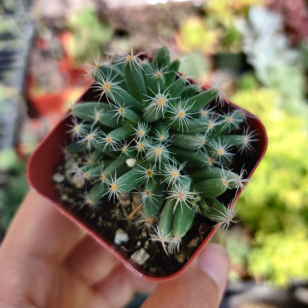 2” pot 4"pot Succulent Plants Trichodiadema densum