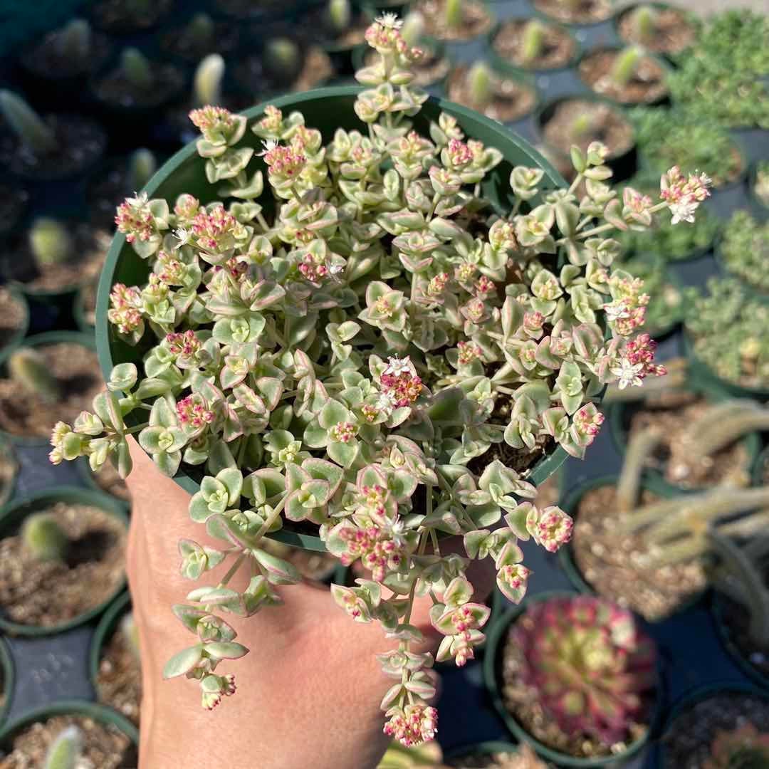 2”pot/4”pot Succulent Plants Sedum Little Missy