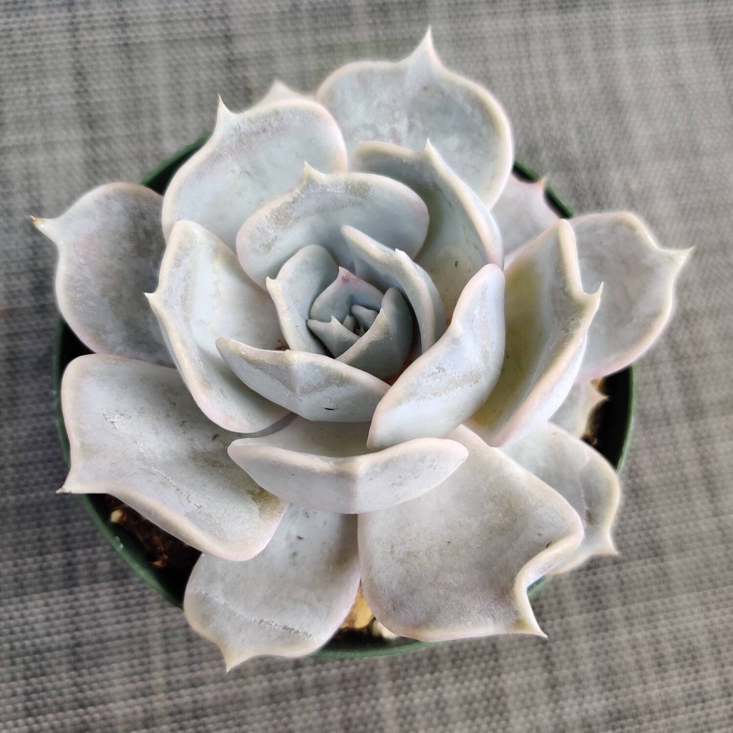 2”pot 4” pot Succulent Plants Echeveria lilacina