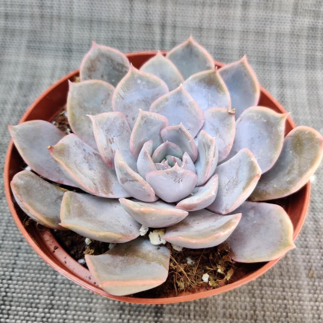 2"pot 4"potSucculent Plants Echeveria Orion